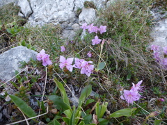 Rhodothamnus chamaecistus