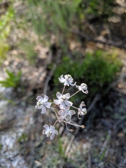 Asclepias cinerea