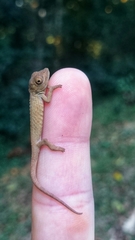 Bradypodion caeruleogula