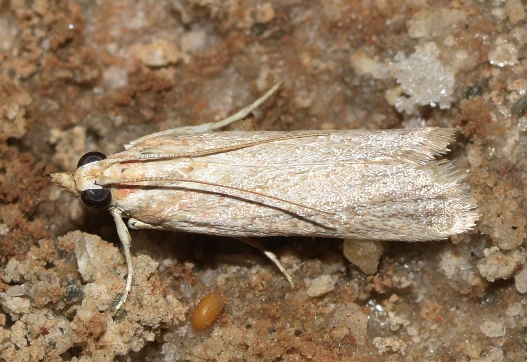 Ancylosis pectinatella