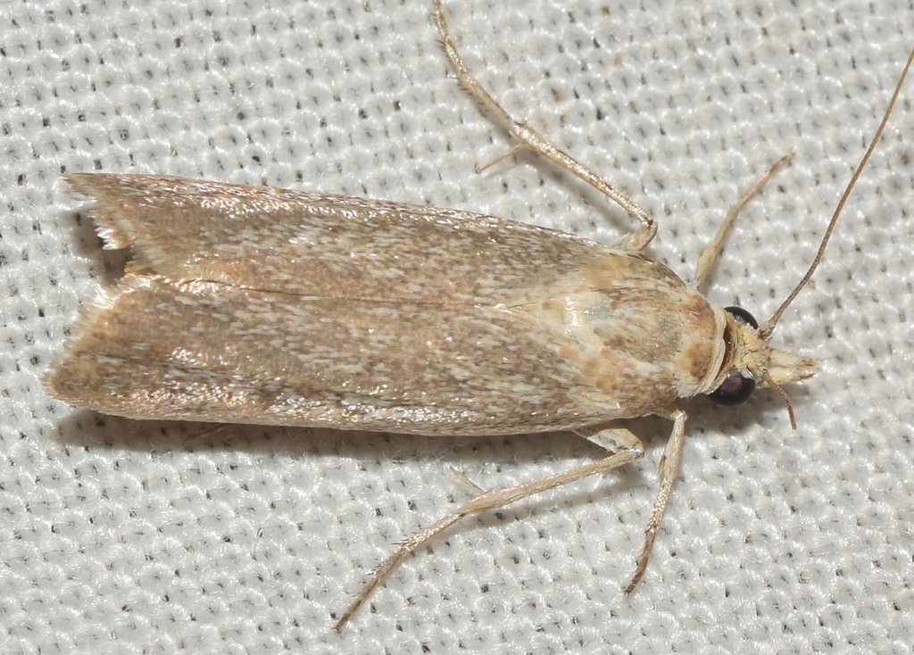 Ancylosis calcariella