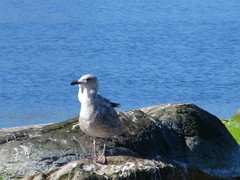 Larus argentatus argentatus