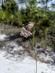Asclepias cinerea