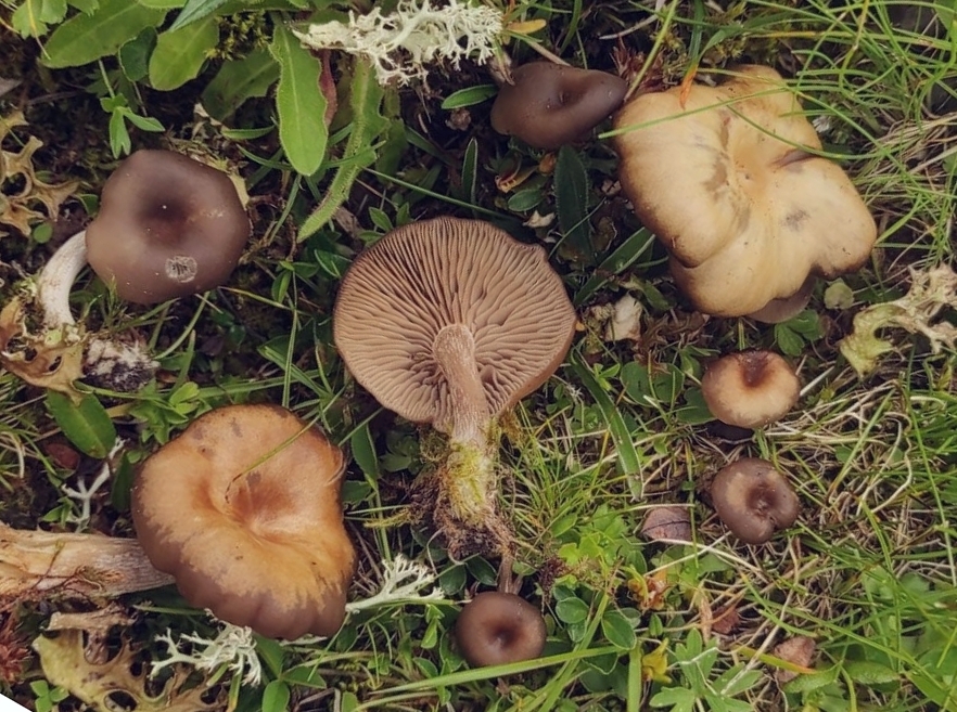Clitocybe umbilicata