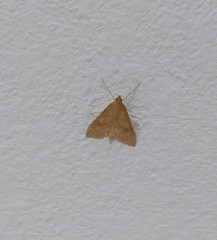 Udea fulvalis