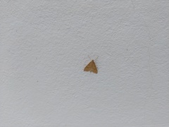 Udea fulvalis