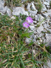Primula clusiana