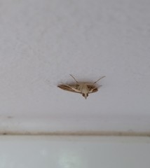 Udea fulvalis