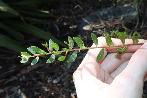 Image of Acacia hispidula by (c) Thomas Mesaglio, some rights reserved (CC BY)