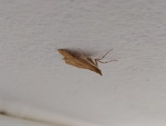 Udea fulvalis