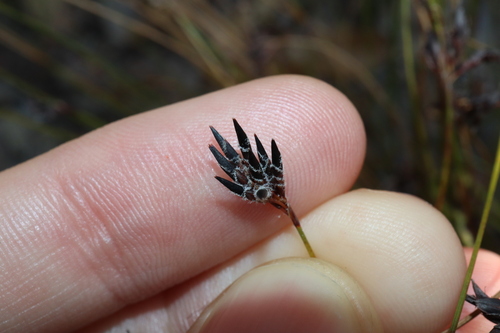 Heath Bog-rush (Schoenus ericetorum)