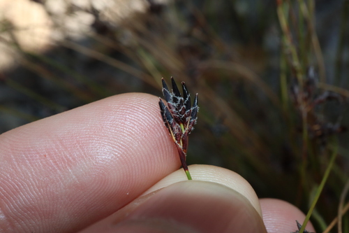 Image of Schoenus ericetorum by (c) Thomas Mesaglio, some rights reserved (CC BY)