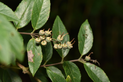 Image of Deutzia pulchra by (c) Yung-Lun Lin, some rights reserved (CC BY)