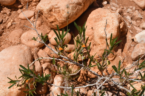 Image of Pigea aurantiaca by (c) Em Lamond, some rights reserved (CC BY)