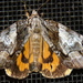 Precious Underwing - Photo (c) a f, some rights reserved (CC BY-NC), uploaded by a f