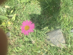 Tanacetum coccineum
