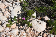 Ipomoea costata
