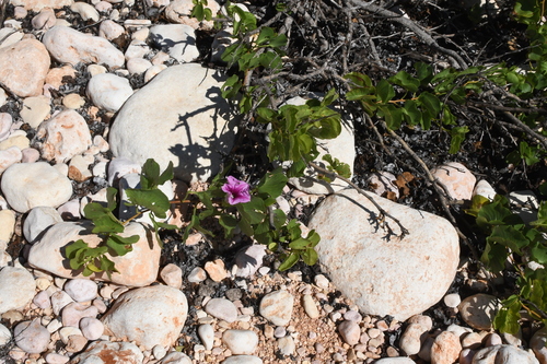 Image of Ipomoea costata by (c) Em Lamond, some rights reserved (CC BY)