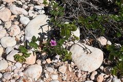 Ipomoea costata, photograph Em Lamond, CC BY, iNaturalist via GBIF