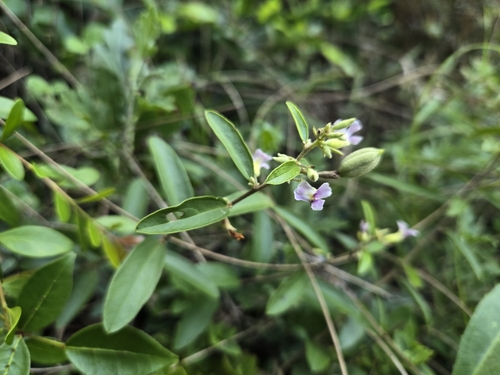 Image of Helicteres angustifolia by (c) jimmy, some rights reserved (CC BY)