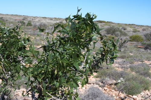 Image of Erythrina vespertilio by (c) Em Lamond, some rights reserved (CC BY)