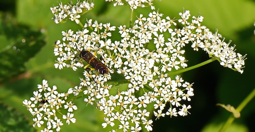 Yellow-spotted Macrophya, De Riethoek, Unnamed Road, Amsterdam, Nederland, photo 10 of 10