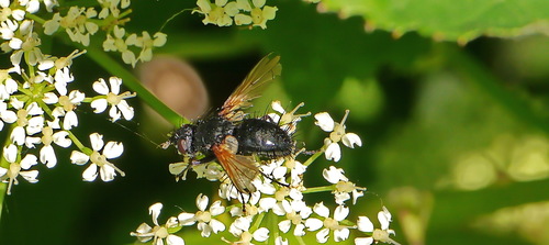 Zophomyia temula, De Riethoek, Unnamed Road, Amsterdam, Nederland, photo 8 of 10