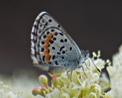 Euphilotes heracleoides