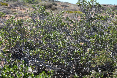 Image of Ficus brachypoda by (c) Em Lamond, some rights reserved (CC BY)