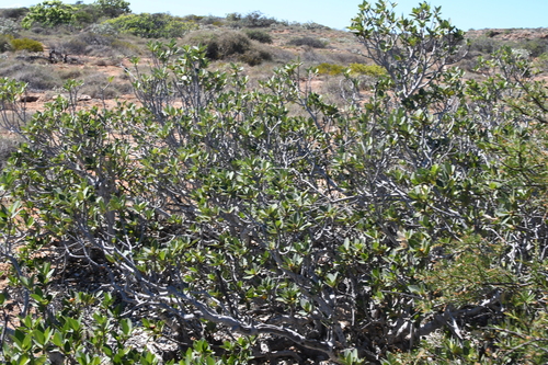 Image of Ficus brachypoda by (c) Em Lamond, some rights reserved (CC BY)