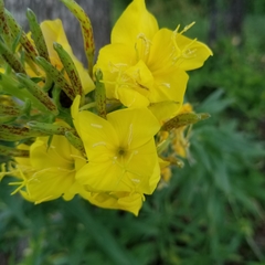 Oenothera rhombipetala