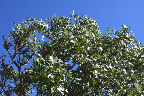 Image of Erythrina vespertilio by (c) Em Lamond, some rights reserved (CC BY)