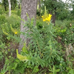 Oenothera rhombipetala