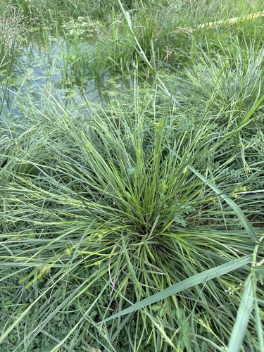 Scleria biflora iNat (2)
