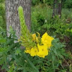 Oenothera rhombipetala