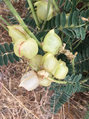 Astragalus nuttallii virgatus