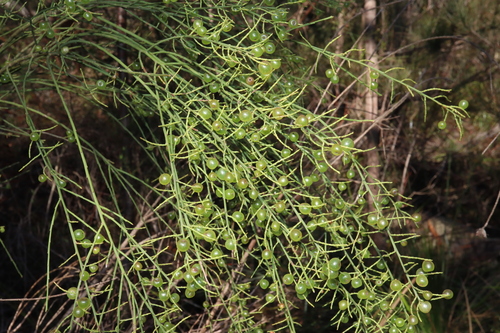 Image of Leptomeria acida by (c) Thomas Mesaglio, some rights reserved (CC BY)