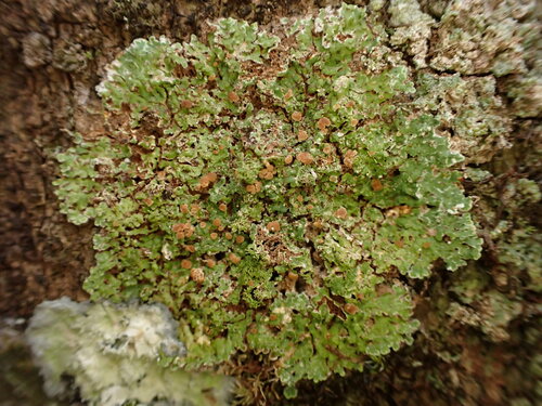 Physcidia