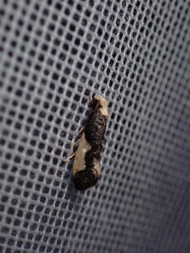 White-blotched Clothes Moth, Schiermonnikoog, Schiermonnikoog, Friesland, Netherlands, photo 7 of 10