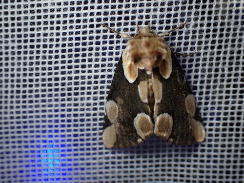 Peach Blossom Moth, Schiermonnikoog, Schiermonnikoog, Friesland, Netherlands, photo 6 of 10