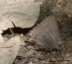 Satyrium californica