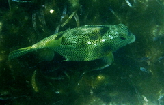 Lactophrys bicaudalis