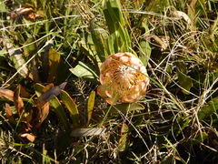Protea vogtsiae
