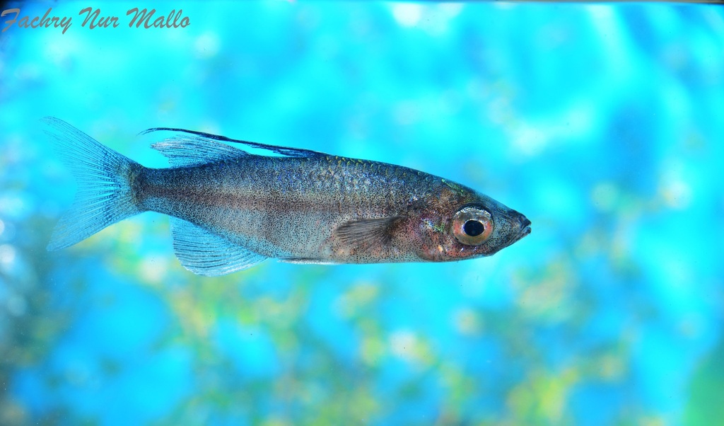 Antonias zeilvin-koornaarvis (Telmatherina antoniae) — Telmatherinidae