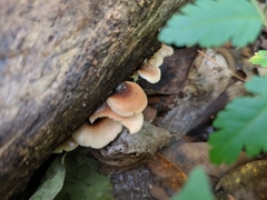 Lentinellus ursinus image