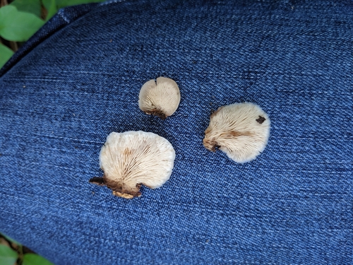 Auriscalpiaceae image