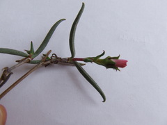 Lampranthus aduncus