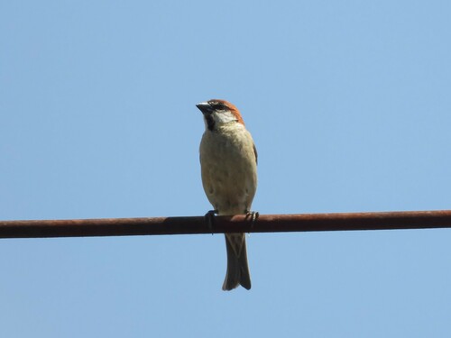 Russet Sparrow