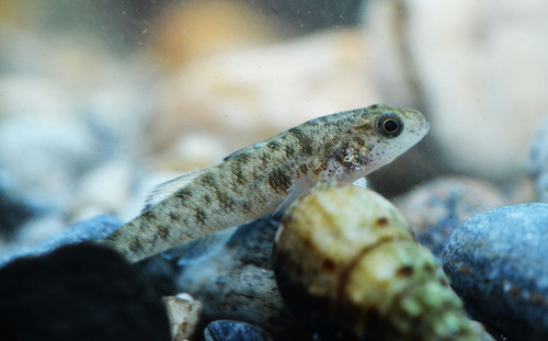 Sarasin's goby (Mugilogobius sarasinorum) — Gobiidae — 5