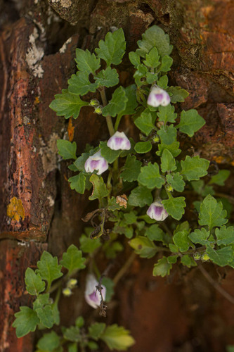 Stemodiopsis rivae